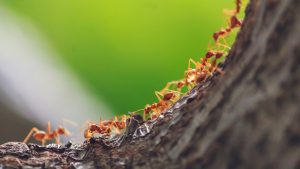 Read more about the article Novo estudo aponta que formigas podem ser usadas no tratamento de câncer; entenda
