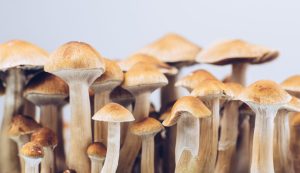 Read more about the article Brasil realizará testes com cogumelos alucinógenos para fabricação de medicamentos.
