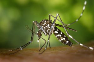 Read more about the article Como espantar os mosquitos da sua casa: 4 maneiras bem simples