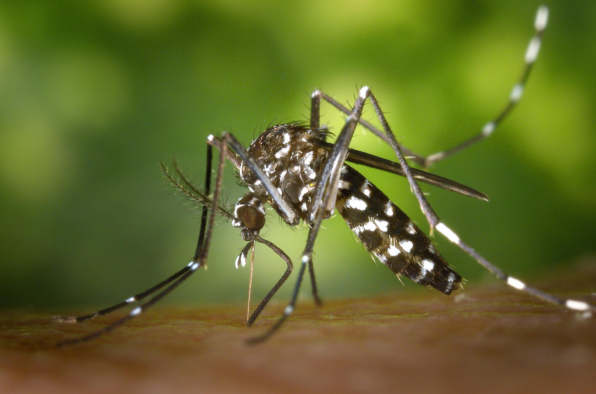 You are currently viewing Como espantar os mosquitos da sua casa: 4 maneiras bem simples