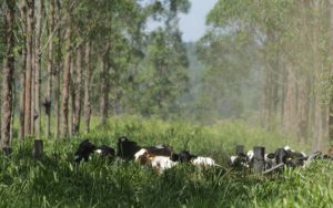 Read more about the article Tecnologia do Plano ABC+ é apresentada em dia de campo na AgroBrasília