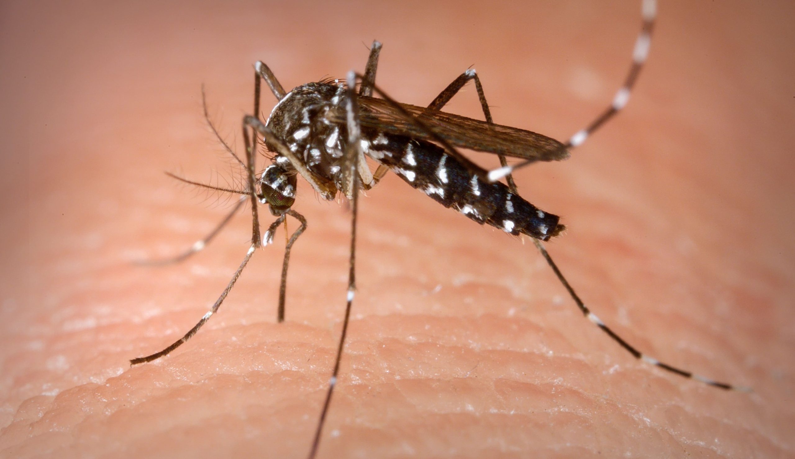You are currently viewing Surto de Dengue, Zika e Chikungunya no Brasil ocasionam falta de testes nas cidades