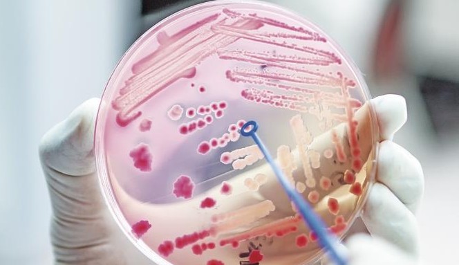 You are currently viewing Número de infecções humanas por bactérias resistentes a antibióticos preocupa cientistas