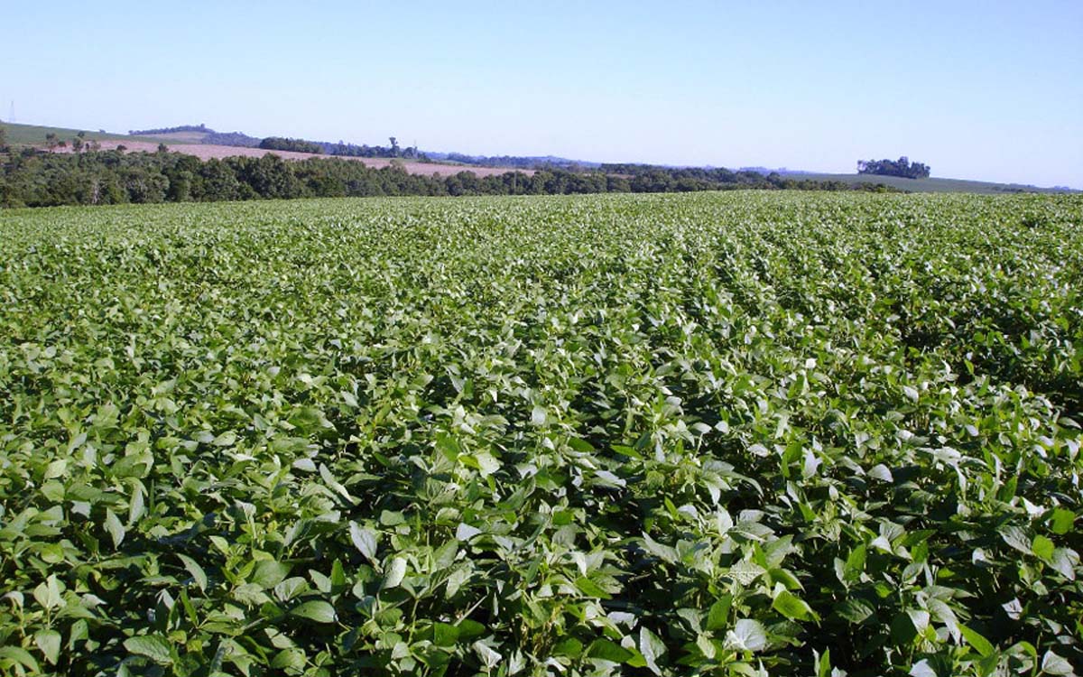 You are currently viewing Produção da soja cresce com o uso do novo fertilizante fosfatado