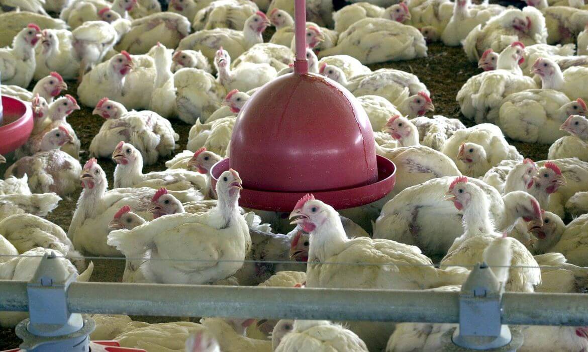 You are currently viewing Governo da Malásia proíbe exportações de frangos