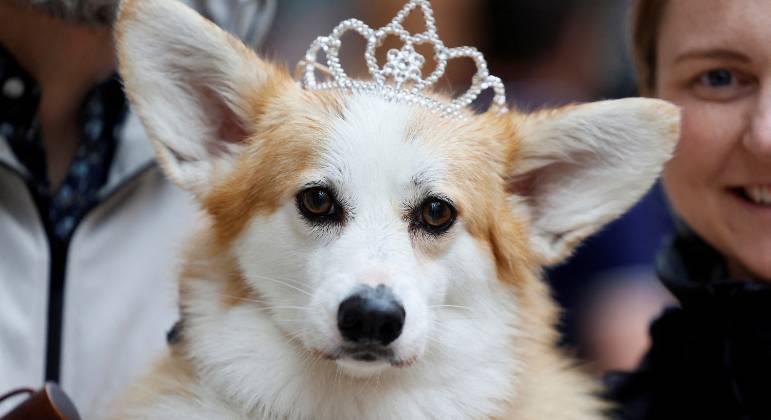 You are currently viewing Cachorro favorito da rainha Elizabeth 2ª, corgi faz sucesso nas comemorações do Jubileu