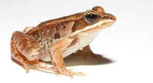 Read more about the article Backstreet Frogs! Estas rãs formam ‘boy bands’ para atrair fêmeas