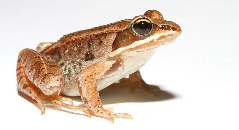 You are currently viewing Backstreet Frogs! Estas rãs formam ‘boy bands’ para atrair fêmeas