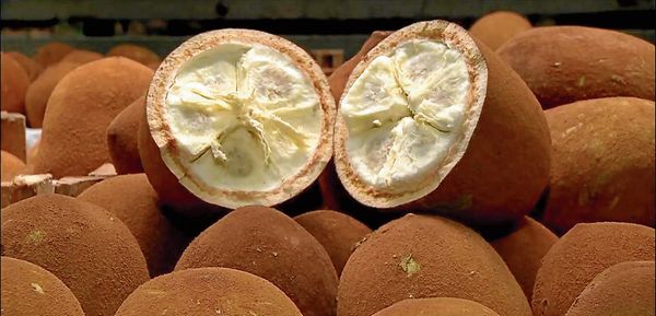 You are currently viewing Cupuaçu: veja os benefícios dessa fruta para sua saúde