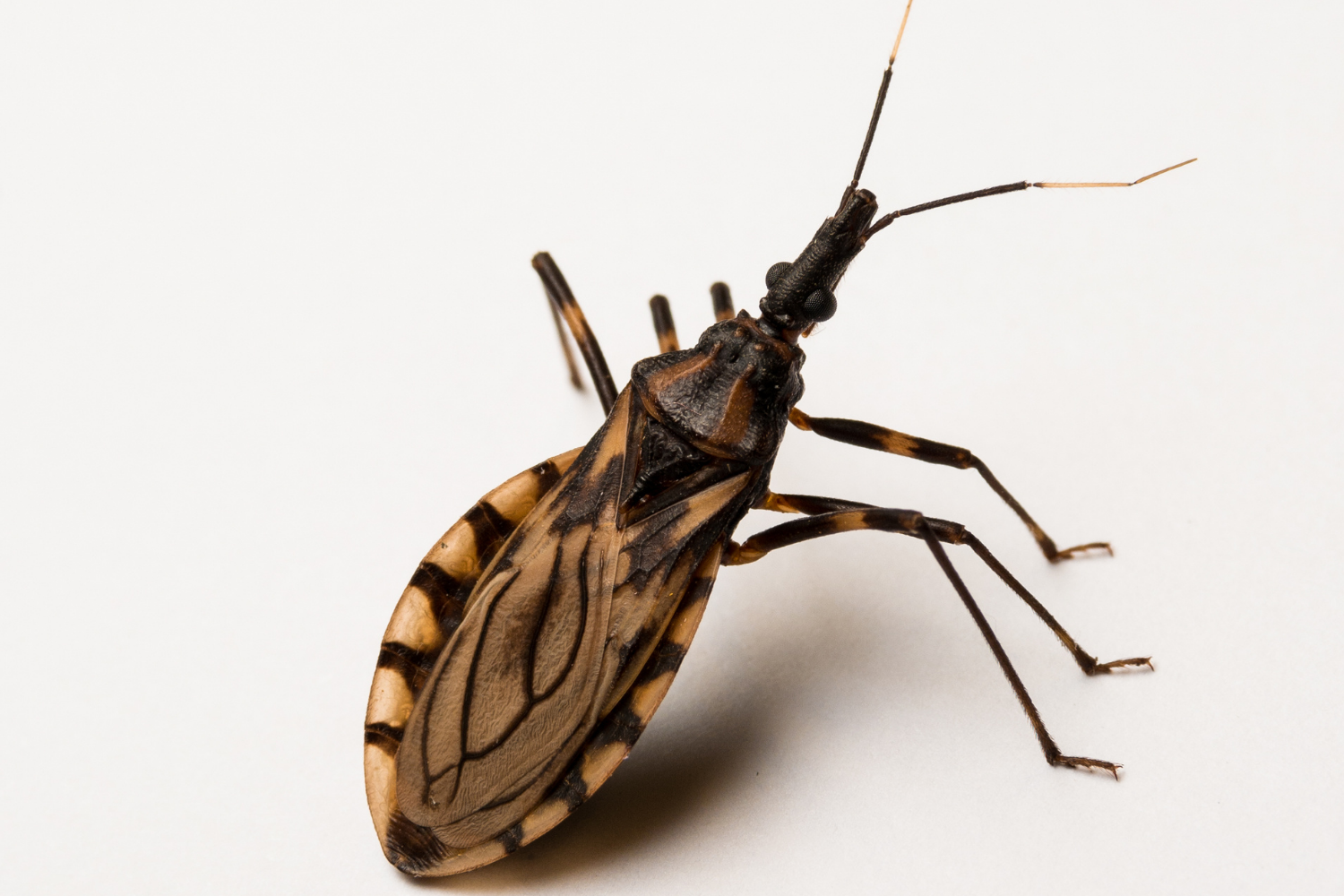 You are currently viewing A Inteligência Artificial no diagnóstico da Doença de Chagas