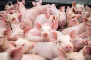 Read more about the article Produção de carne suína é a maior já registrada no 1º trimestre no Brasil