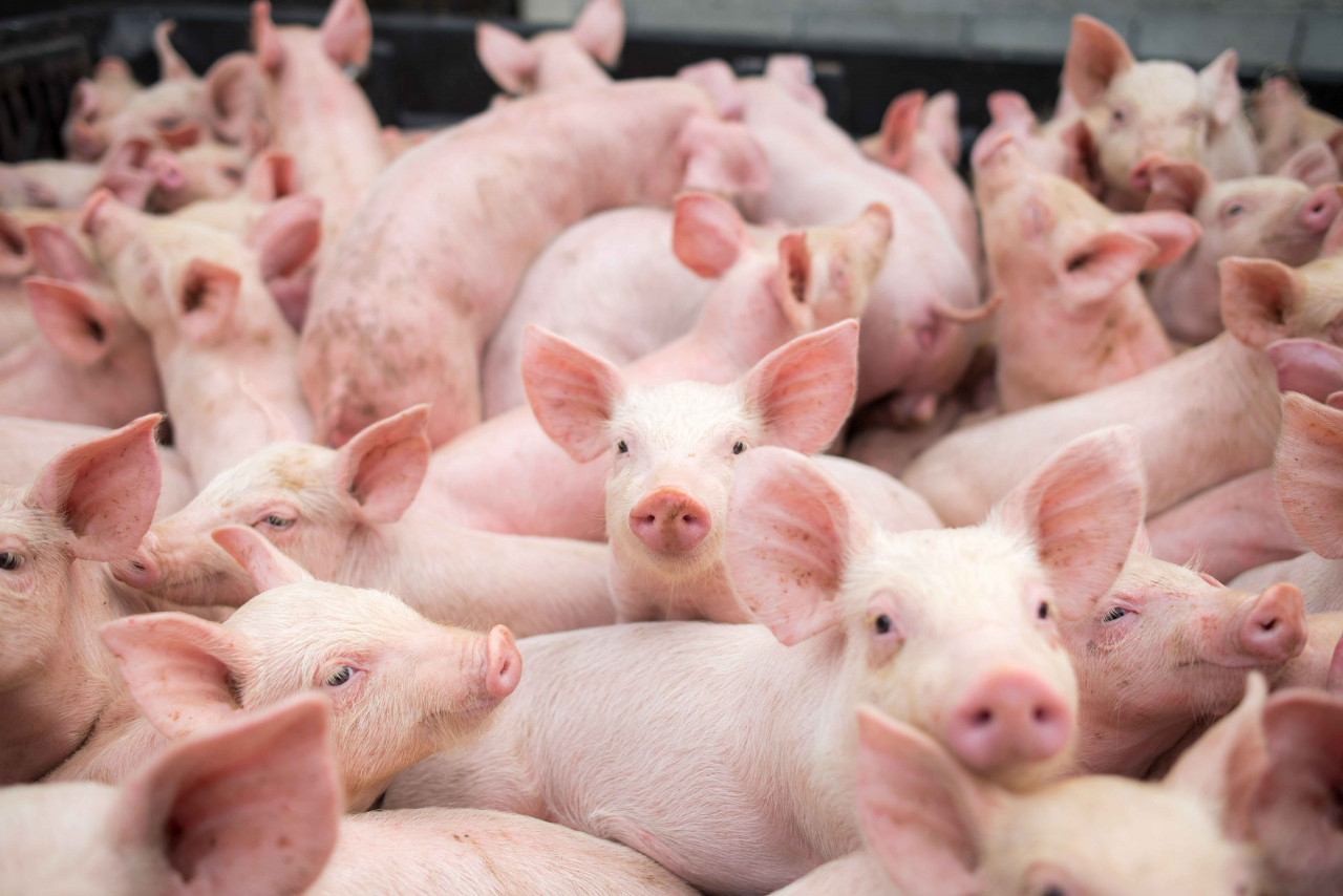 You are currently viewing Produção de carne suína é a maior já registrada no 1º trimestre no Brasil