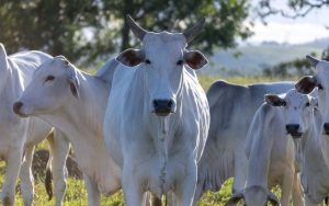 Read more about the article VBP de 2022 pode chegar a R$ 1,24 trilhão