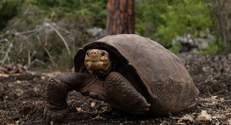 You are currently viewing Cientistas encontram tartaruga-gigante de espécie que acreditavam estar extinta há 116 anos