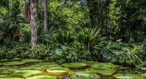 Read more about the article Falso: cidade perdida na Amazônia, cobiçada por suas riquezas, é teoria infundada 