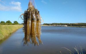 Read more about the article Modelo simplificado de produção de camarão fora da zona costeira foi definido pela ciência