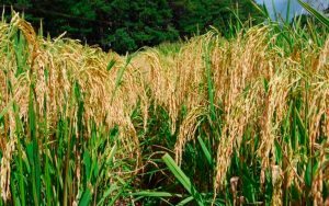 Read more about the article Custos de produção de arroz foram levantados por Projeto Campo Futuro em Araranguá