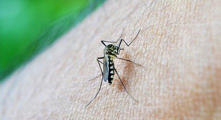 You are currently viewing Verdadeiro: só é possível pegar dengue quatro vezes na vida