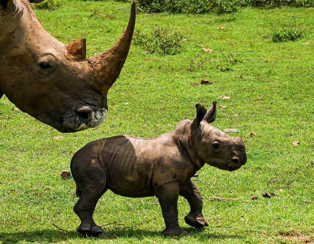 You are currently viewing Filhote de rinoceronte-branco nasce em zoológico em Cuba