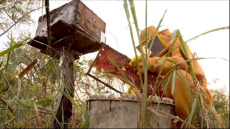 You are currently viewing Pescadores do MS produzem mel para complementar a renda