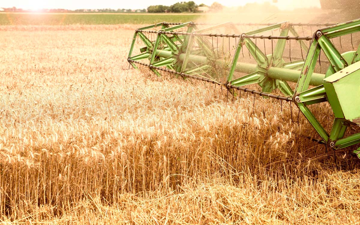 You are currently viewing O futuro do trigo no país alia crescimento à sustentabilidade