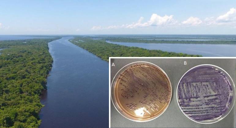 You are currently viewing Substância achada em bactéria da Amazônia pode inovar tratamento de câncer e impedir a metástase 