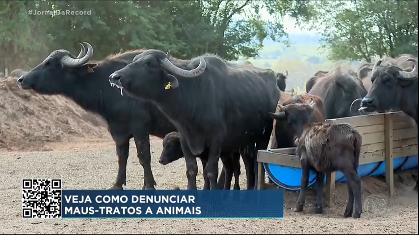 You are currently viewing Fazendeiro que abandonou rebanho de búfalos no interior de São Paulo é solto