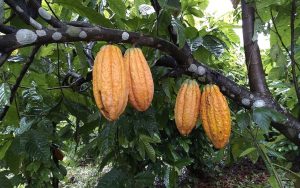 Read more about the article Crescimento sustentável do cacau na Amazônia é apresentado em estudo