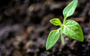 Read more about the article Saiba como plantar com substrato