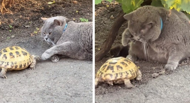 You are currently viewing Perseguição implacável: o único objetivo dessa tartaruga é estragar o dia de um gato dorminhoco