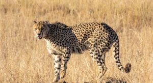 Read more about the article Índia vai reintroduzir guepardo, desaparecido há mais de 70 anos