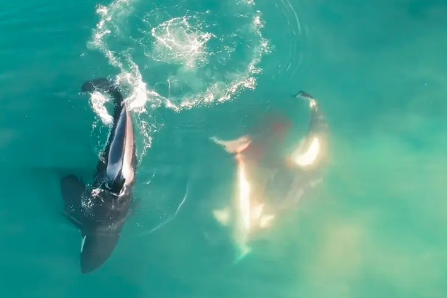 You are currently viewing Natureza selvagem: trio de orcas devora tubarão-branco, em registro inédito