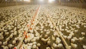 Read more about the article Canadá emite alerta sobre a gripe aviária