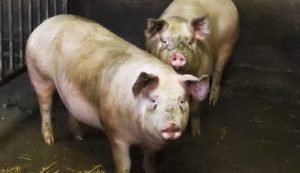 Read more about the article Cientistas estadunidenses restauram órgãos de porcos após a morte