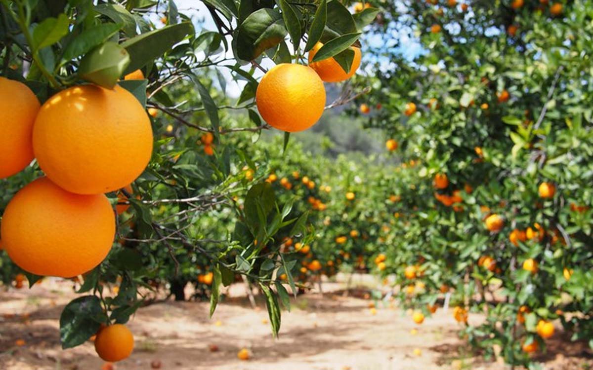 You are currently viewing Citros: Preços da laranja e tahiti aumentam com pouca oferta