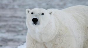 Read more about the article Urso polar fere turista em arquipélago norueguês no Ártico