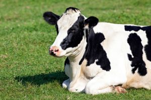 Read more about the article Uso de enzimas exógenas é uma solução de grande importância na nutrição de vacas leiteiras