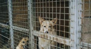 Read more about the article Verdade: a temida carrocinha de cachorros existiu no Brasil