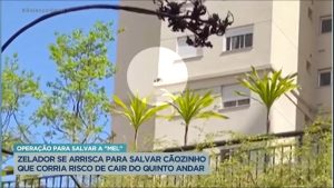 Read more about the article Cachorrinha caminha pelo beiral de prédio e assusta moradores