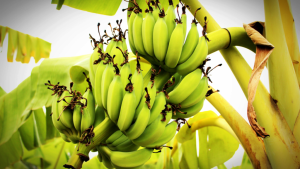 Read more about the article A banana verde pode te ajudar a prevenir o câncer; você sabia disso?