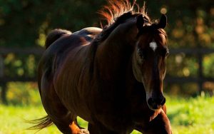 Read more about the article Exame laboratorial de doenças que afetam os cavalos passa a ser gratuito através de projeto