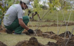 Read more about the article Dia da Árvore: Projeto para reflorestar bioma 100% brasileiro foi lançado