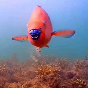 Read more about the article Este peixe-papagaio ‘sorrindo’ enquanto defeca na cabeça de outro peixe te fará gargalhar