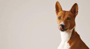 Read more about the article Morte de cães, empresa diz que vendeu lotes de propilenoglicol para 7 marcas de alimentação pet