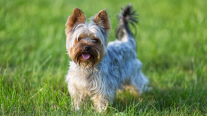 Read more about the article Os cães de pequeno porte têm mais expectativa de vida do que as demais raças?