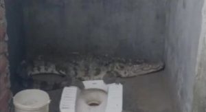 Read more about the article Ocupado! Crocodilo é flagrado no banheiro de casa por morador