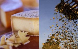 Read more about the article Cursos do Senar sobre queijos artesanais e produção de silagem foram lançados