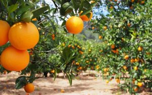 Read more about the article Citros: Chuvas beneficiam pomares de citros em SP