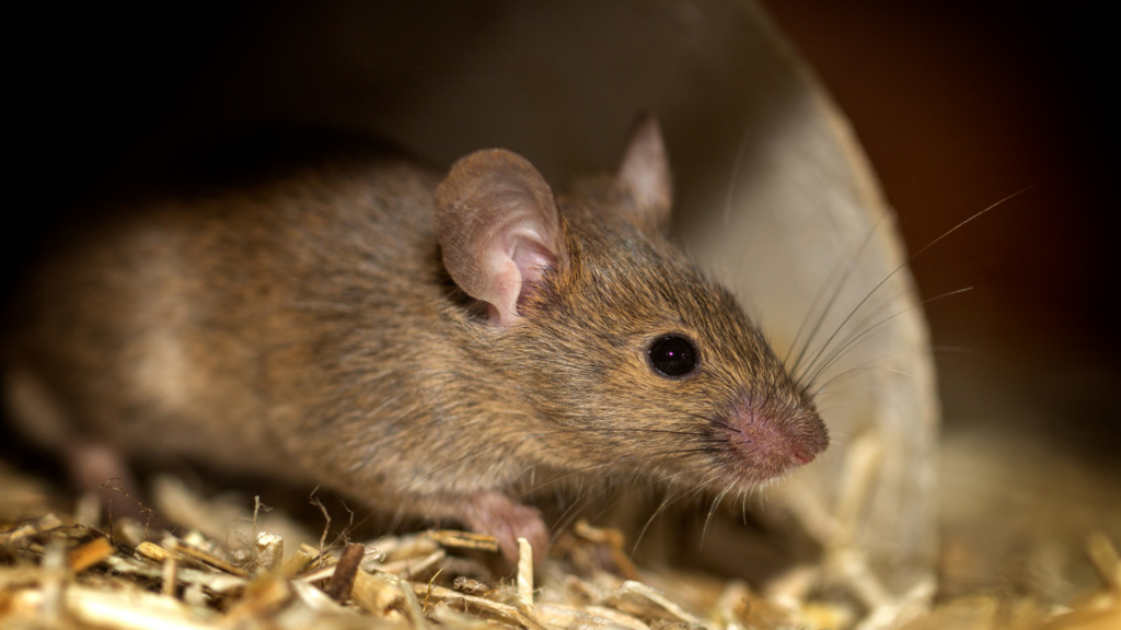 You are currently viewing Camundongos cegos voltam a enxergar com o novo tratamento estudado por cientistas