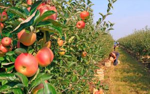 Read more about the article Maçã: Preço alto da maçã nacional impulsiona venda da importada